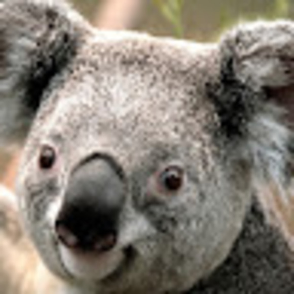 Meet your Posher, Joey chauca - Picture 1 of 1